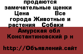 продаются замечательные щенки › Цена ­ 10 000 - Все города Животные и растения » Собаки   . Амурская обл.,Константиновский р-н